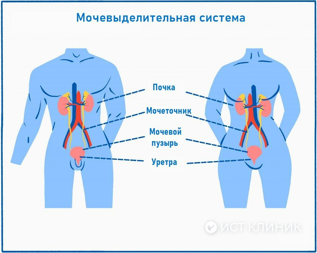 Органы мочевыделительной системы